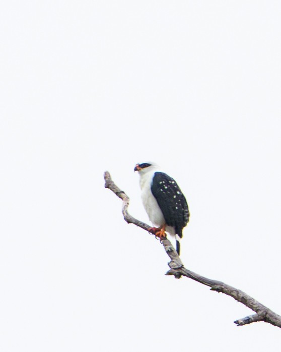 Black-faced Hawk - ML644787273