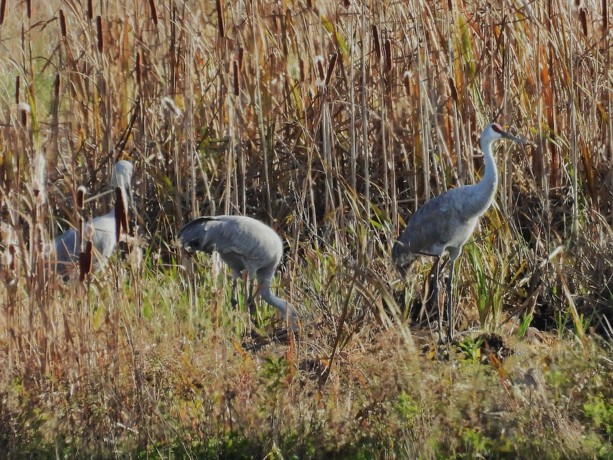 Kurrilo kanadarra - ML644787274