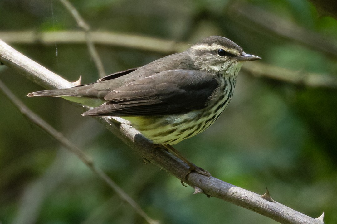 Northern Waterthrush - ML644787275
