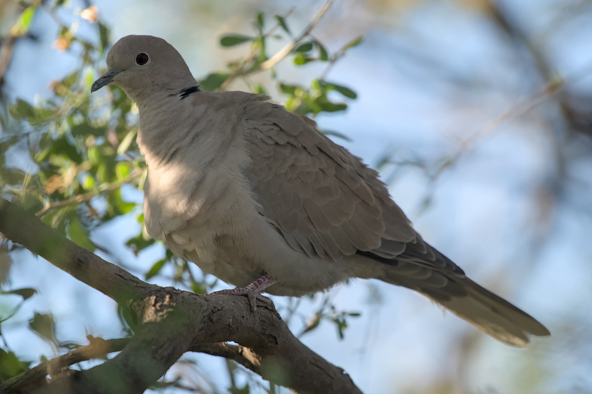 Usapal turkiarra - ML644787276