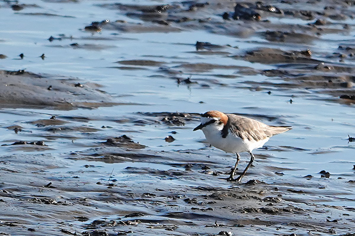 Red-capped Plover - ML644787277