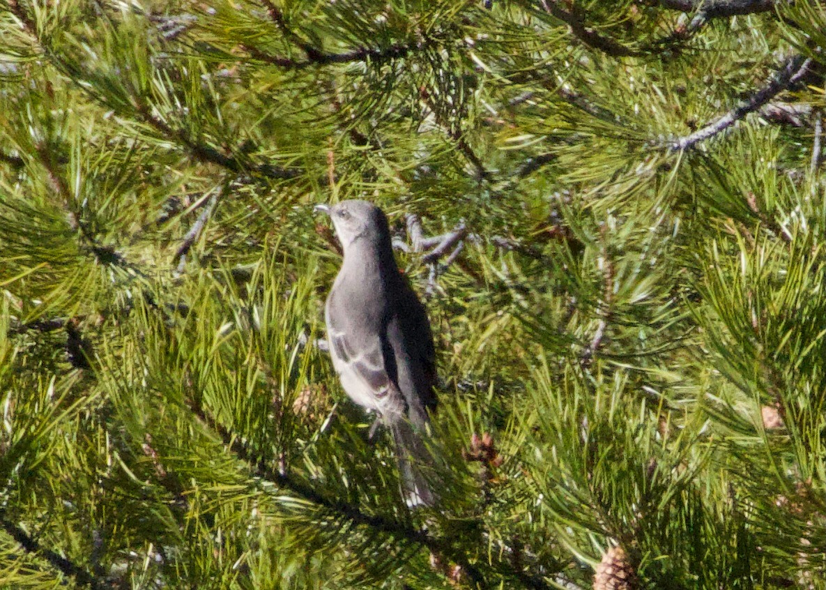 Northern Mockingbird - ML644787279