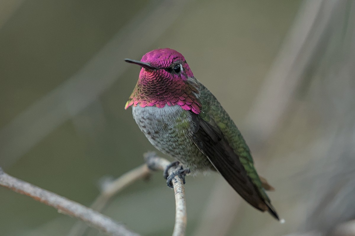 Anna's Hummingbird - ML644787281