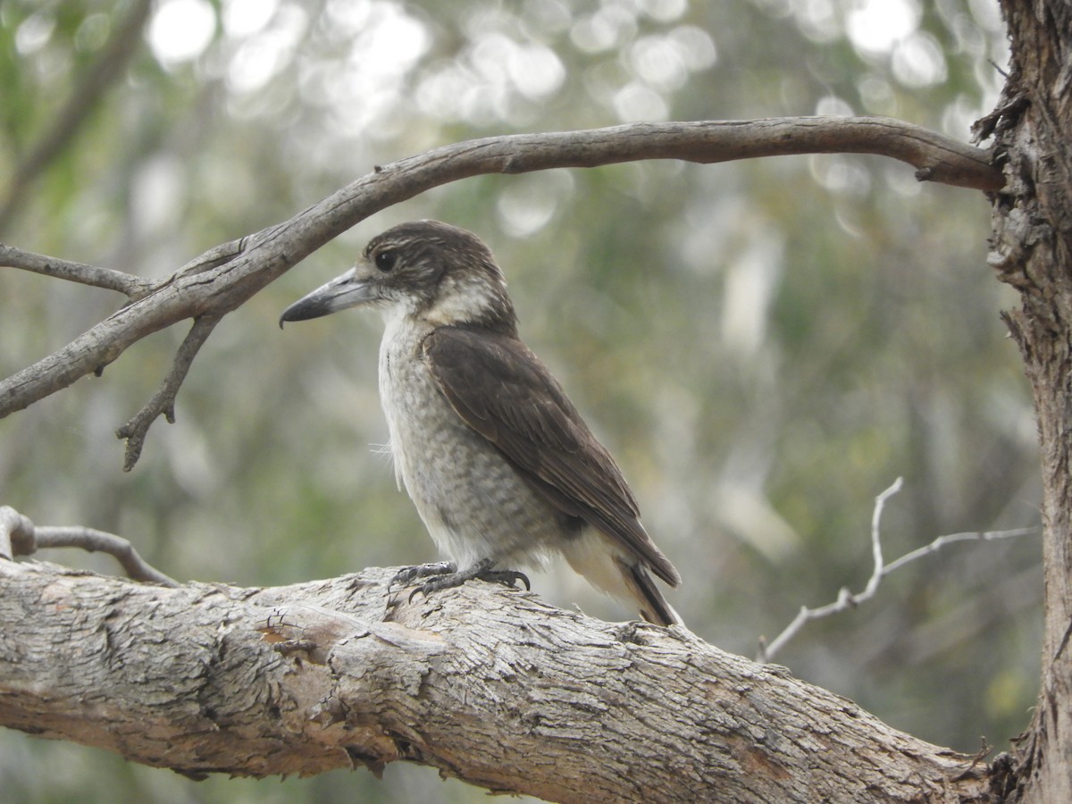 Gray Butcherbird - ML644787282