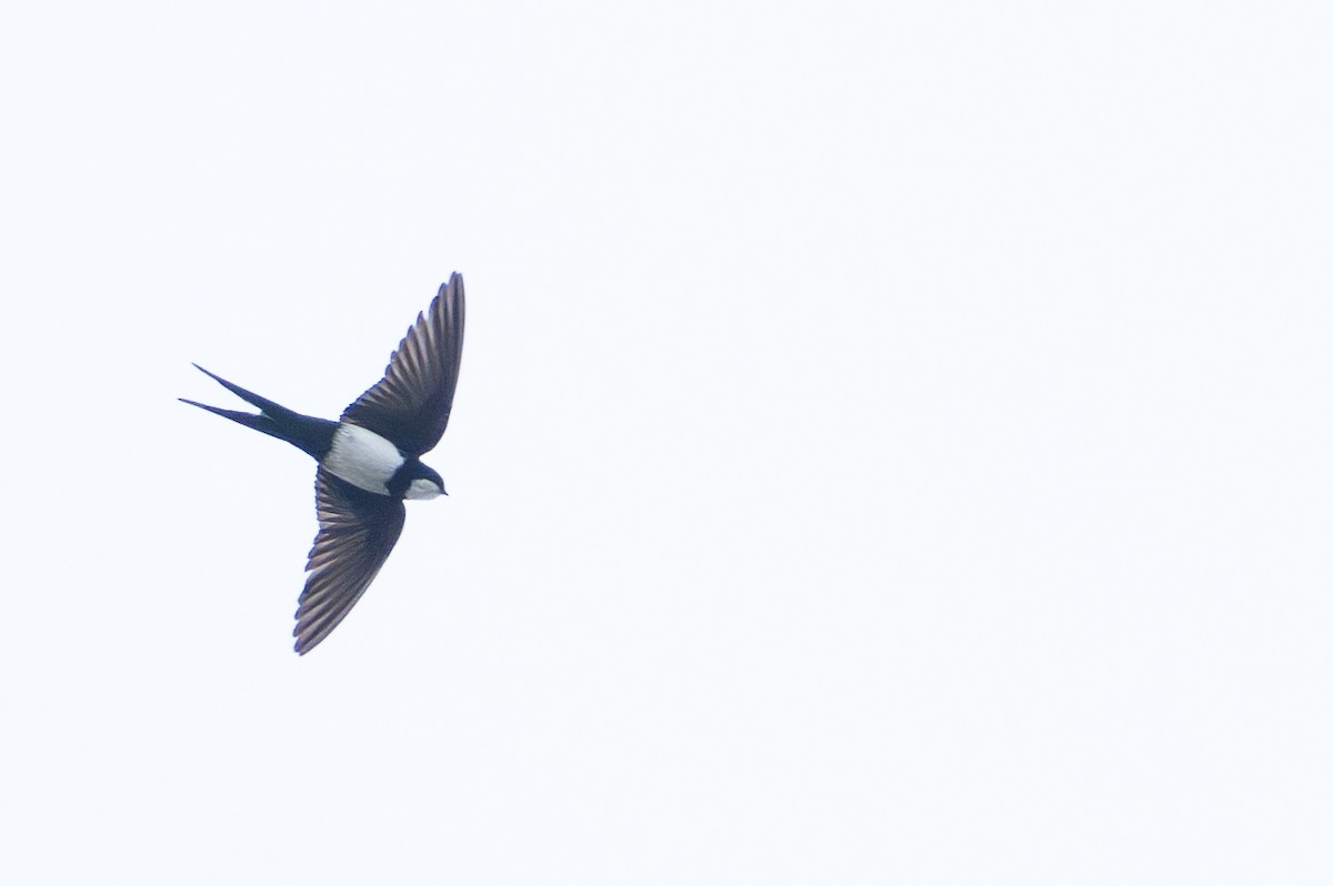 Lesser Swallow-tailed Swift - ML644787283