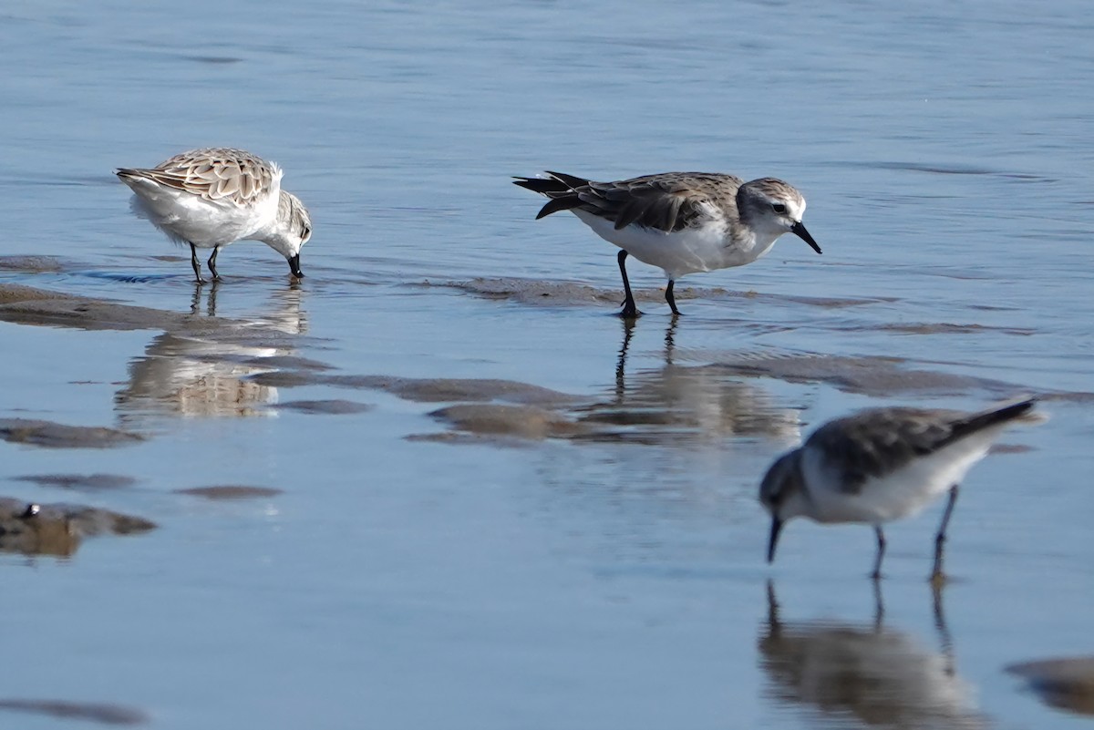 Txirri lepagorria - ML644787284