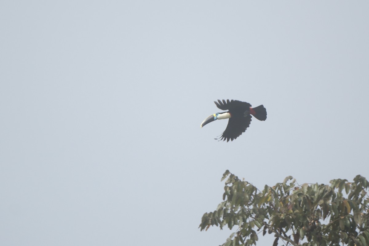 White-throated Toucan - ML644787285