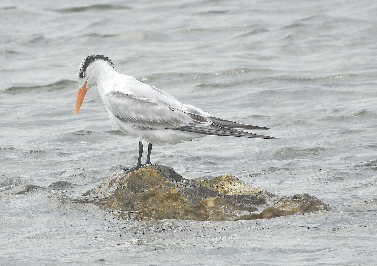 Txenada handi amerikarra - ML644787288