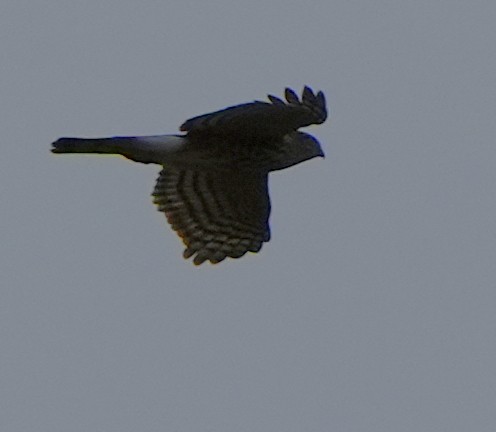 Sharp-shinned Hawk - ML644787289