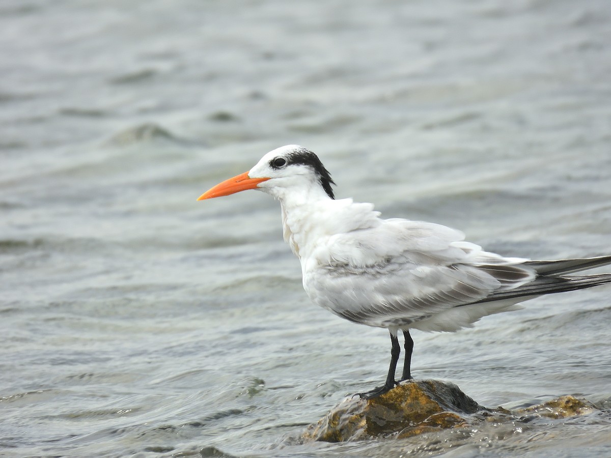 Txenada handi amerikarra - ML644787290