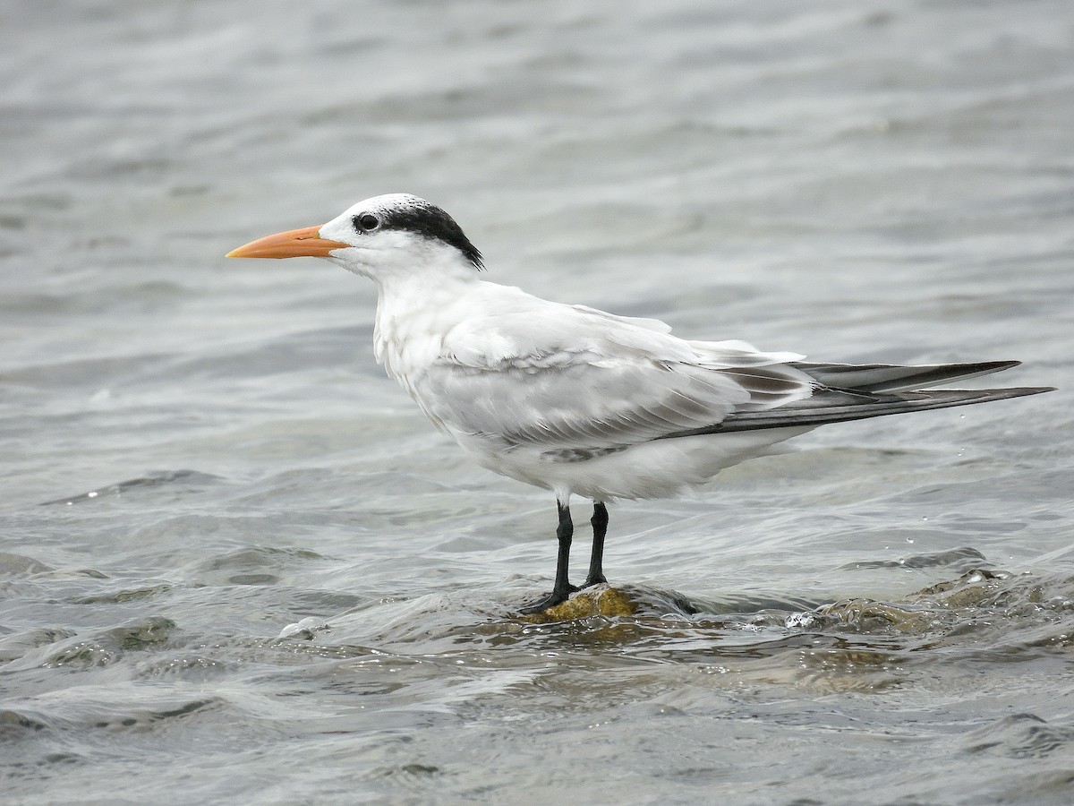 Txenada handi amerikarra - ML644787291