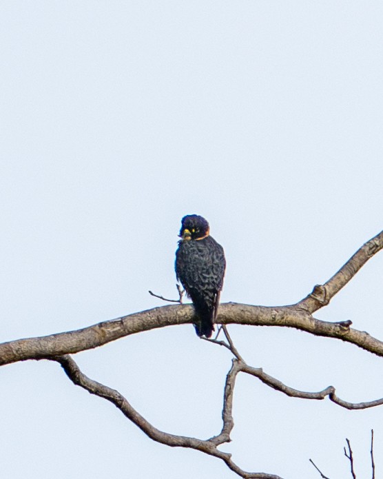 Bat Falcon - ML644787293