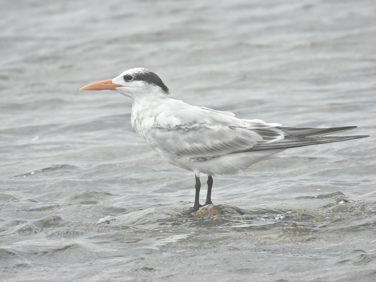 Txenada handi amerikarra - ML644787294
