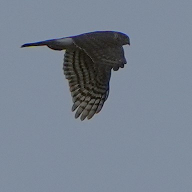 Sharp-shinned Hawk - ML644787296