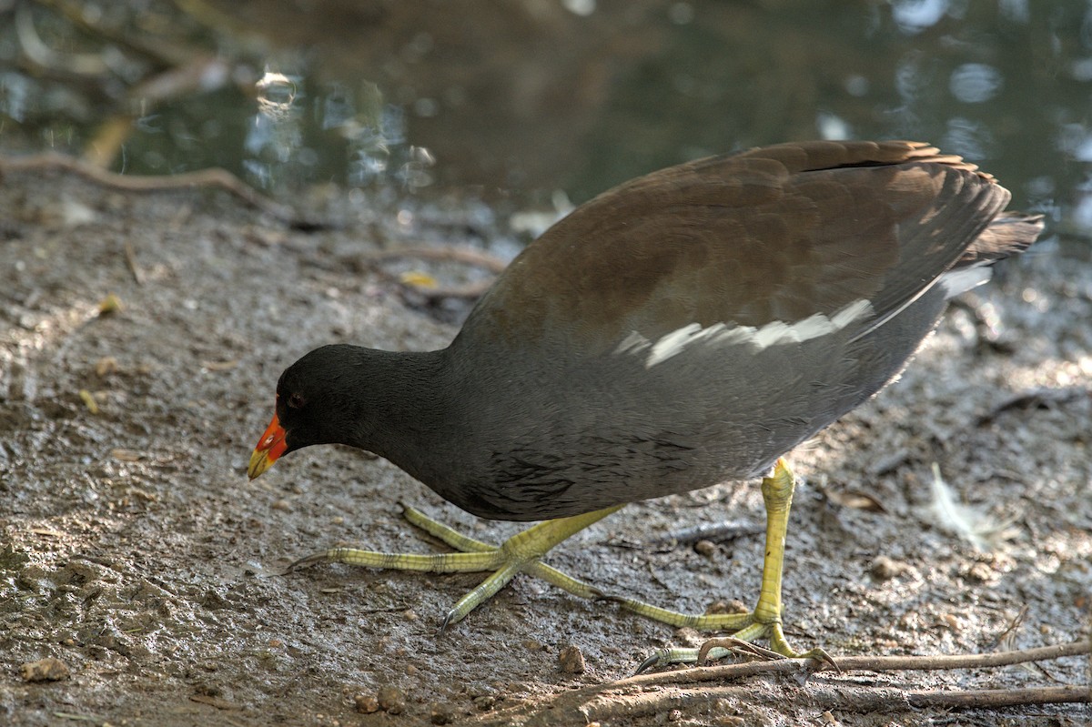 Uroilo amerikarra - ML644787297