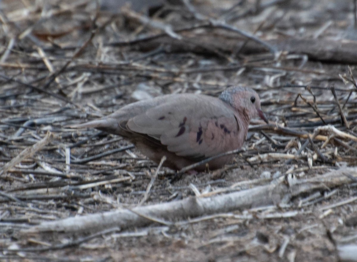 Common Ground Dove - ML644787298