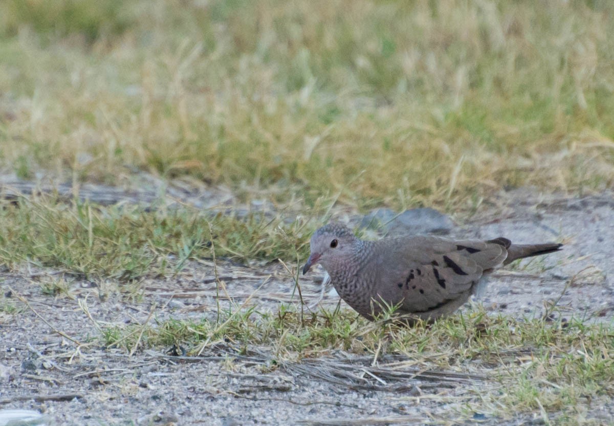 Common Ground Dove - ML644787299