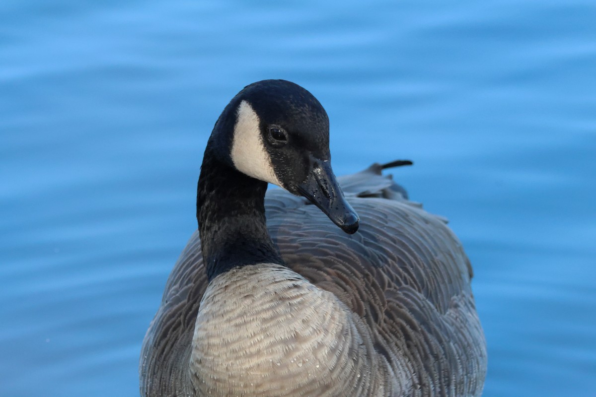 Canada Goose - ML644787304