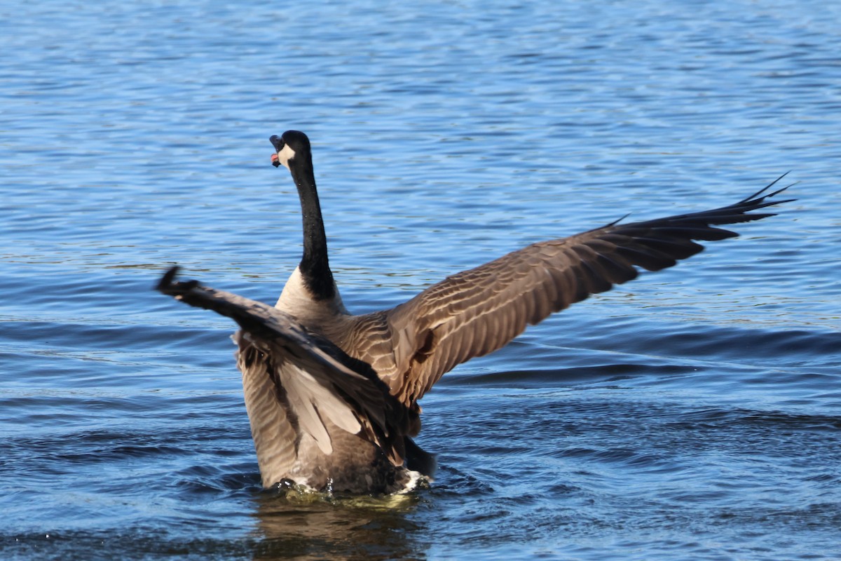 Canada Goose - ML644787305