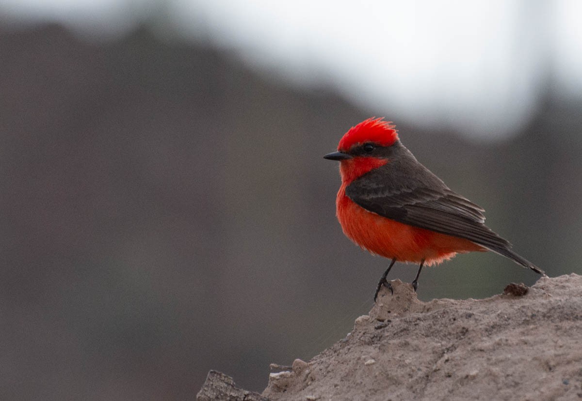 Vermilion Flycatcher - ML644787308
