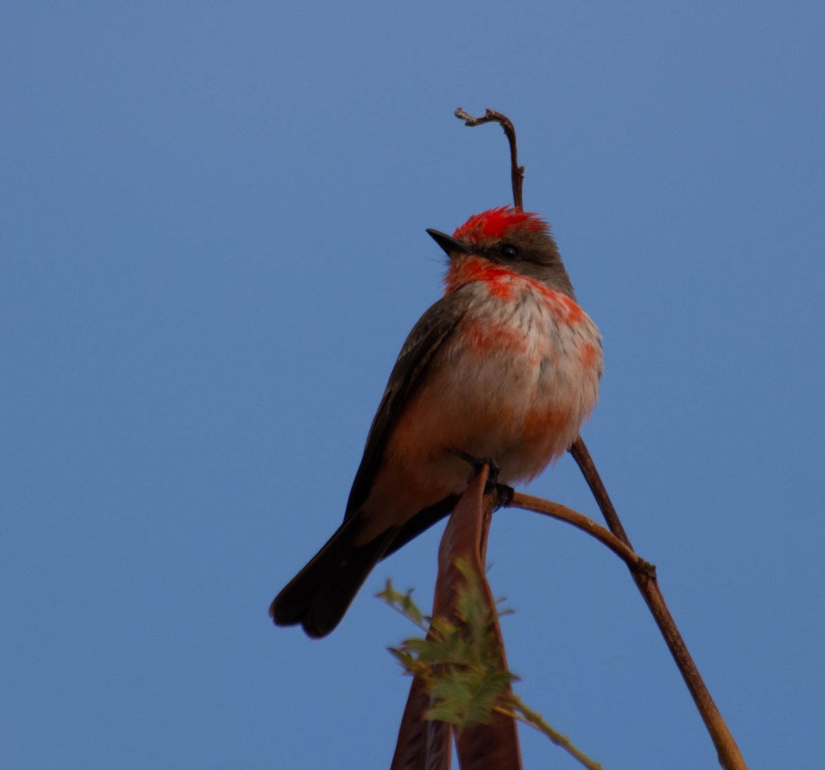 Vermilion Flycatcher - ML644787309