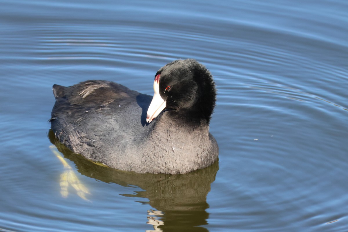 Focha Americana - ML644787313