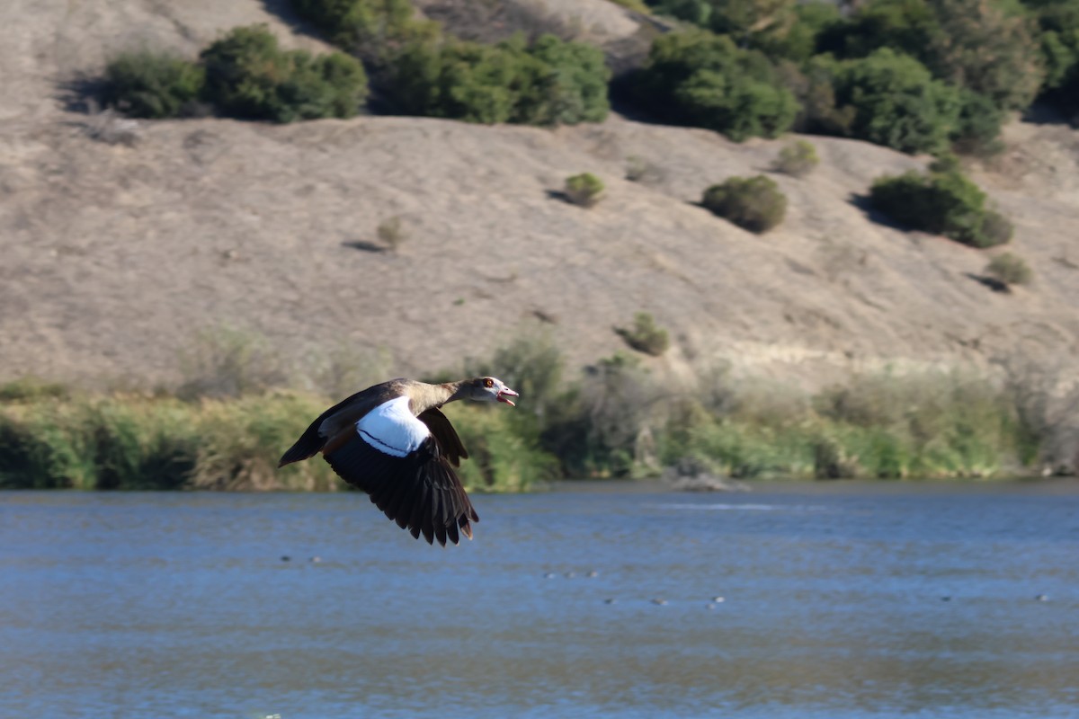 Egyptian Goose - ML644787325