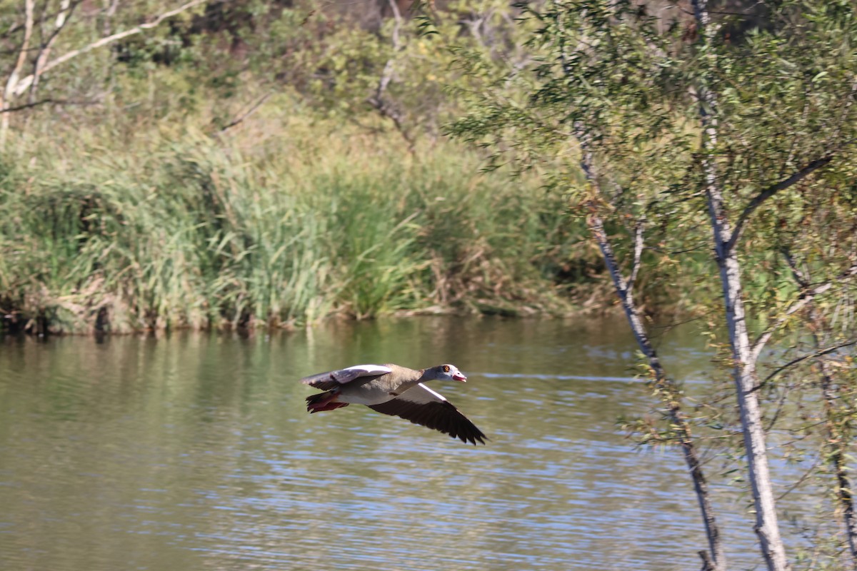 Egyptian Goose - ML644787326