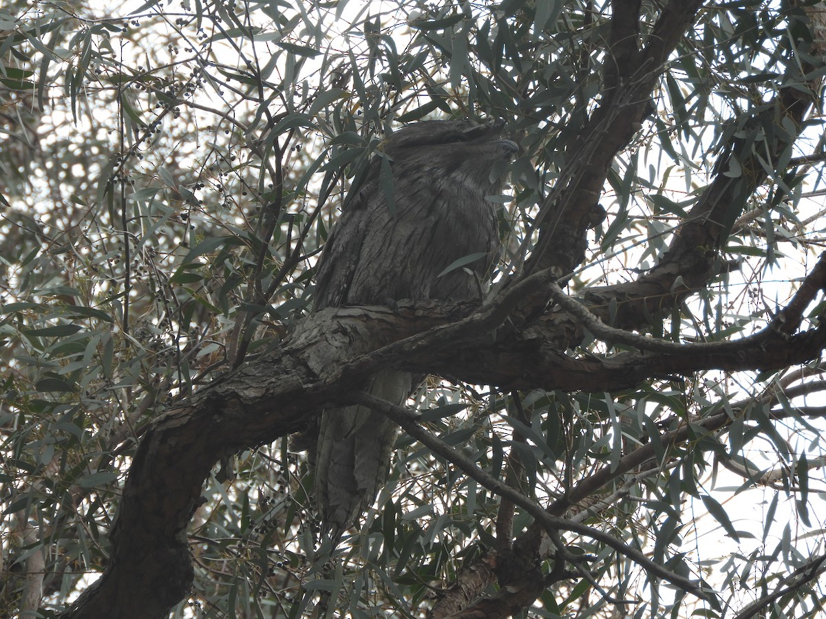 Білоніг австралійський - ML644787327