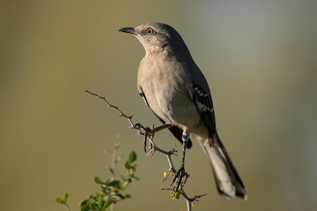 Northern Mockingbird - ML644787328
