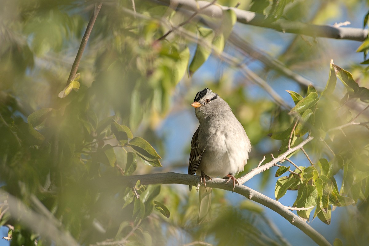 White-crowned Sparrow (Gambel's) - ML644787329