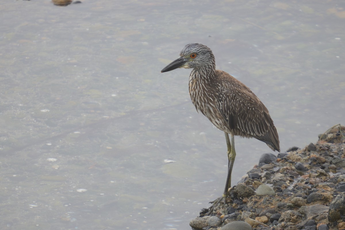 Sarı Tepeli Gece Balıkçılı - ML644787336