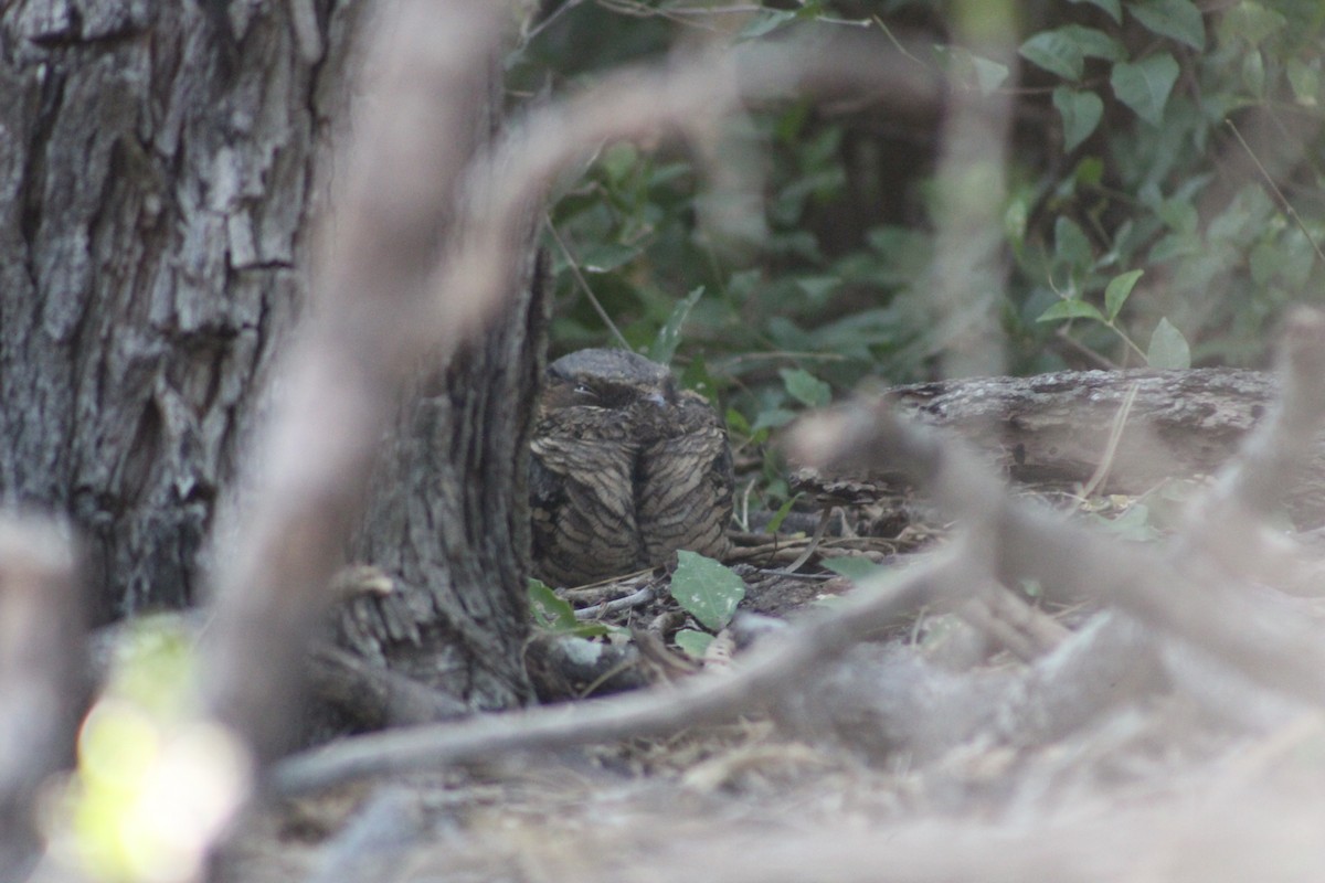 pauraquenattravn - ML644787341