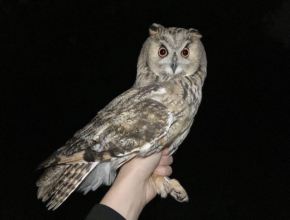 hornugle - ML644787351