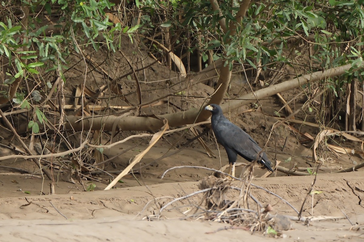 Great Black Hawk - ML644787353