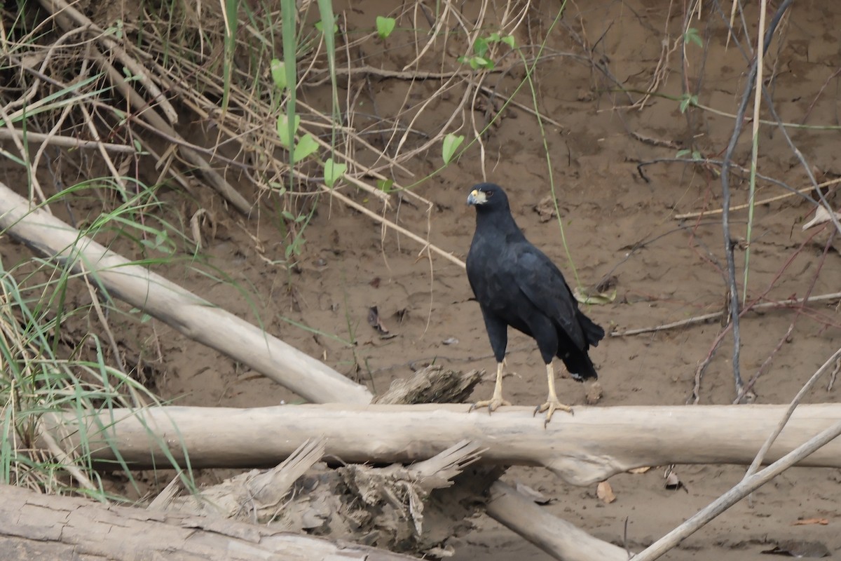 Great Black Hawk - ML644787354