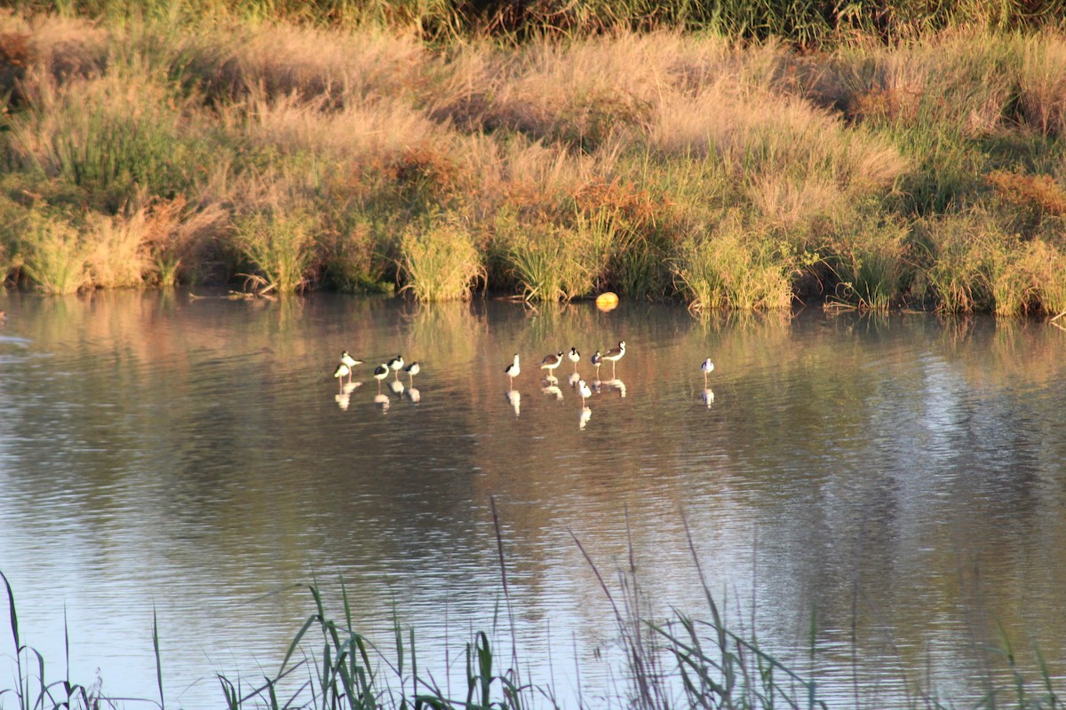Black-necked Stilt - ML644787357