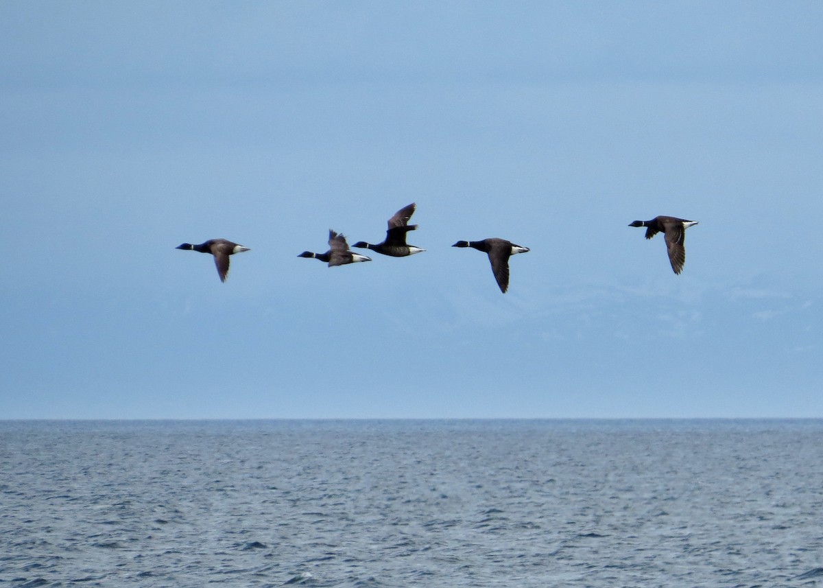 コクガン - ML644787364