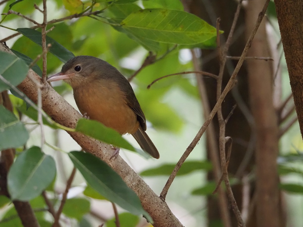 Little Shrikethrush (Rufous) - ML644787365