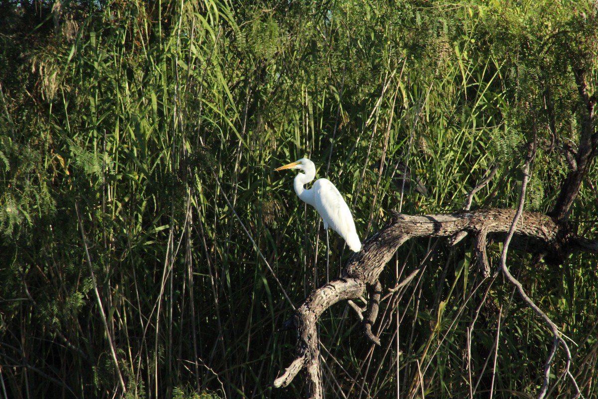 Airone bianco maggiore - ML644787380