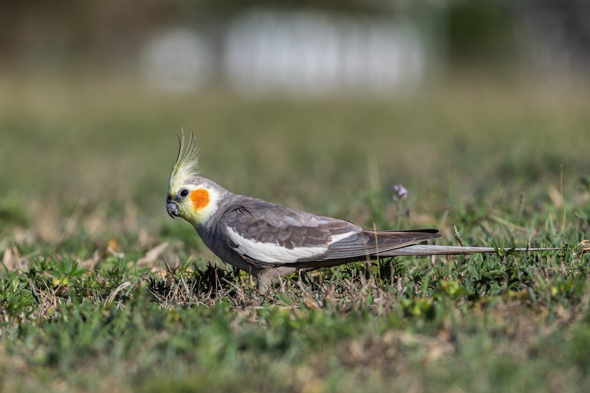 korela chocholatá - ML644787384