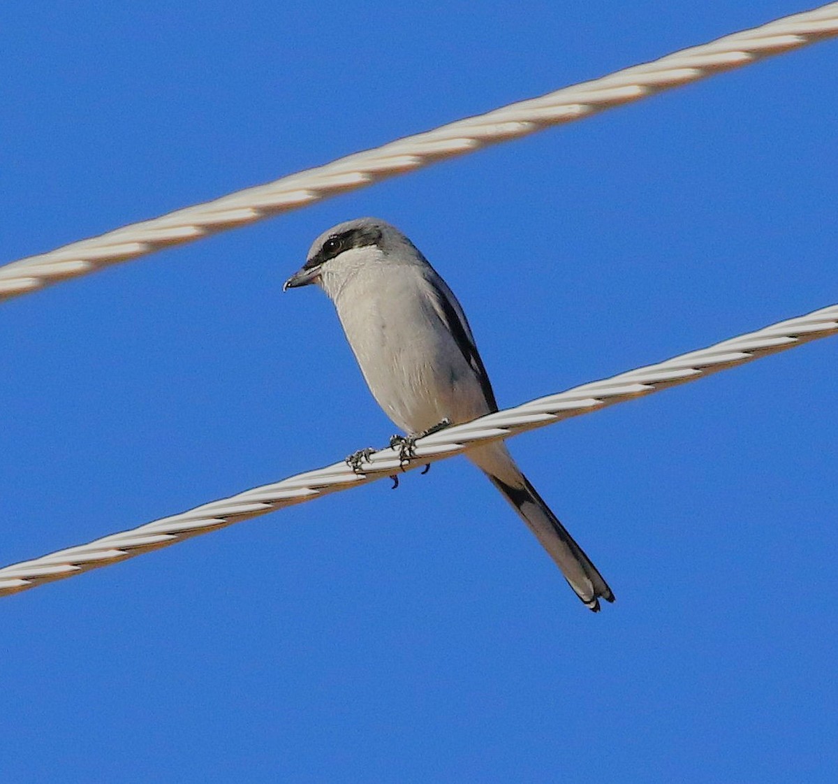 Loggerhead Shrike - ML644787388