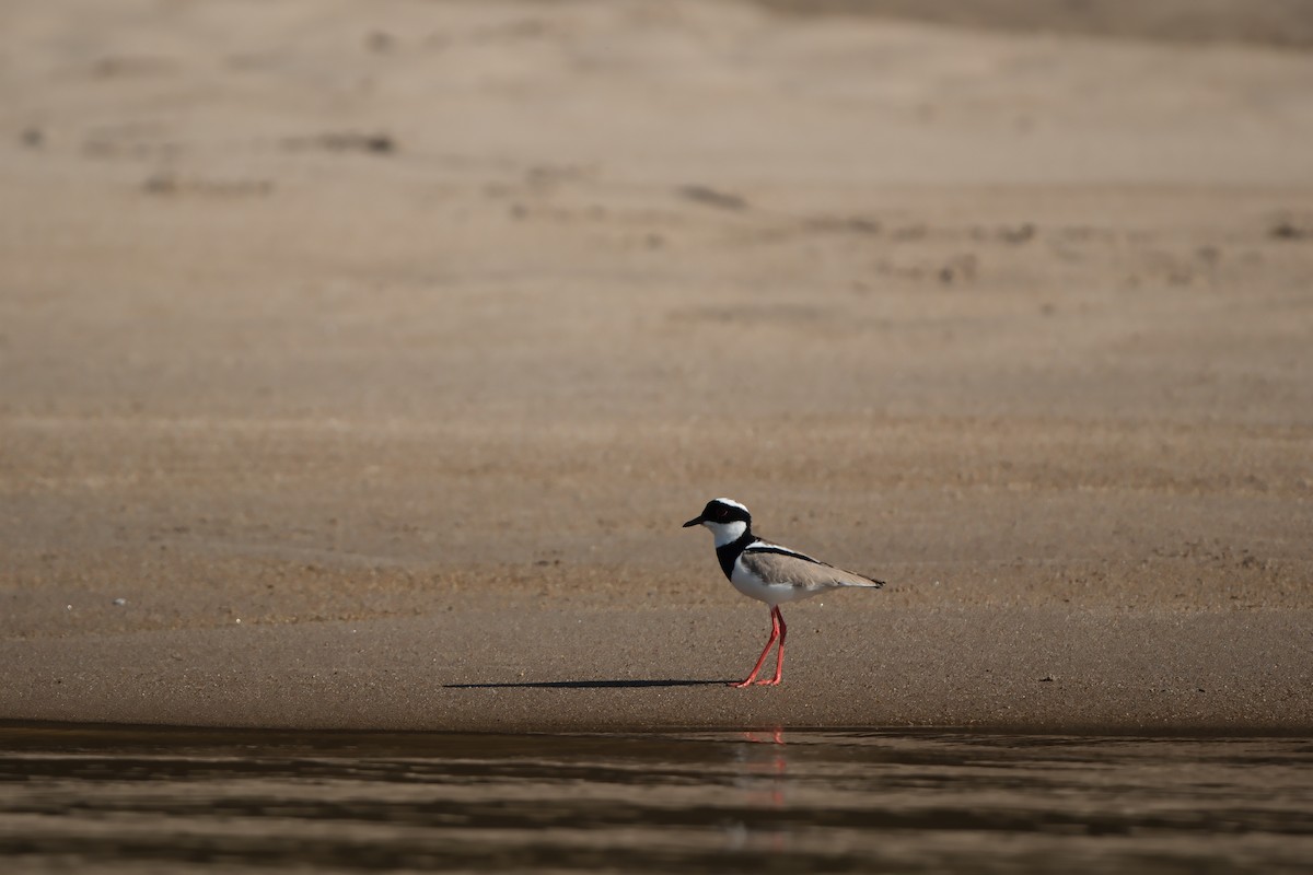 Pied Plover - ML644787389