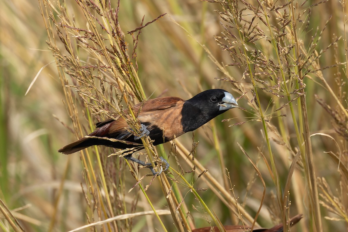 Tricolored Munia (Cinnamon-flanked) - Tisha Mukherjee