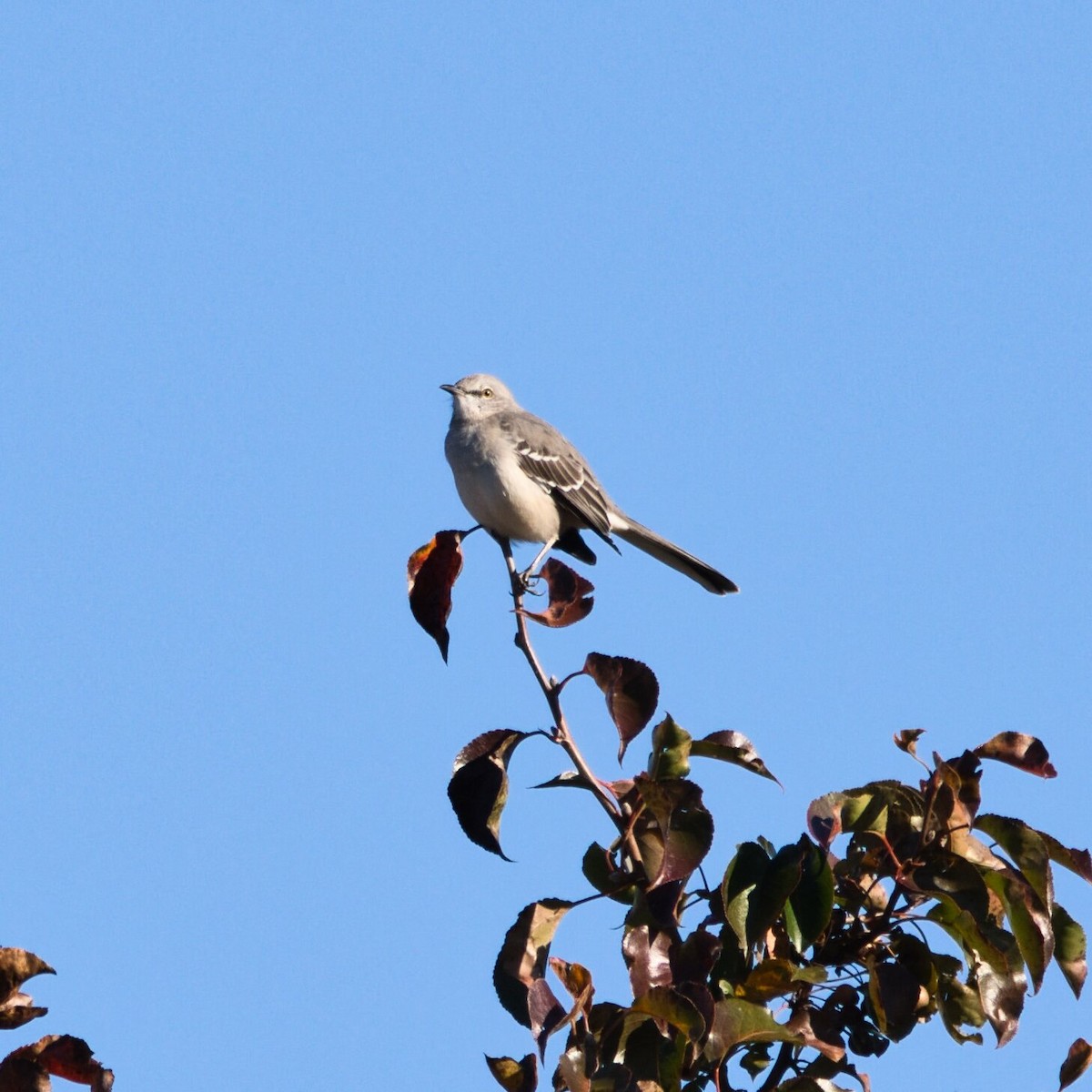 Northern Mockingbird - ML644787397