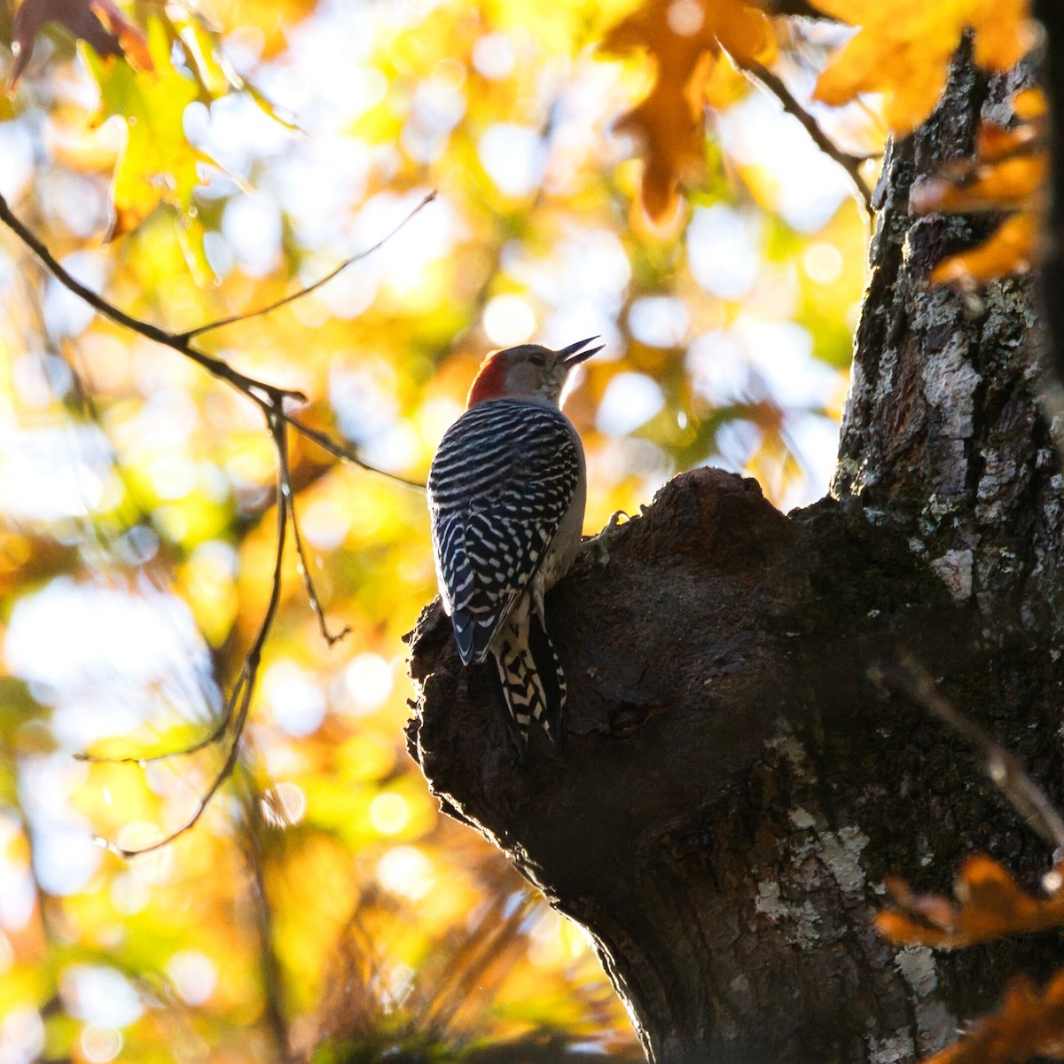 Carpintero de Carolina - ML644787401