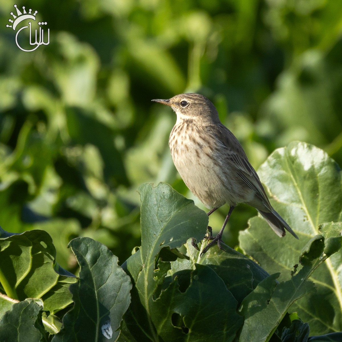 Pipit spioncelle - ML644787408