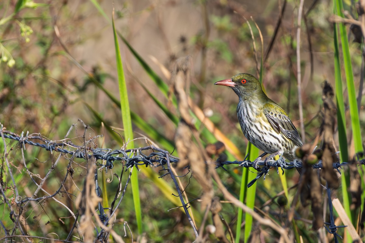 žluva olivovohřbetá - ML644787418