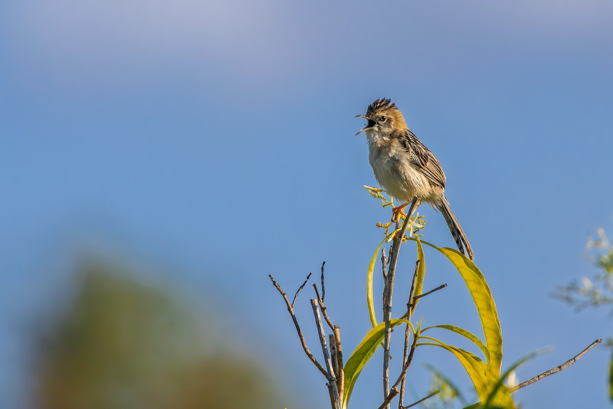 Golden-headed Cisticola - ML644787422
