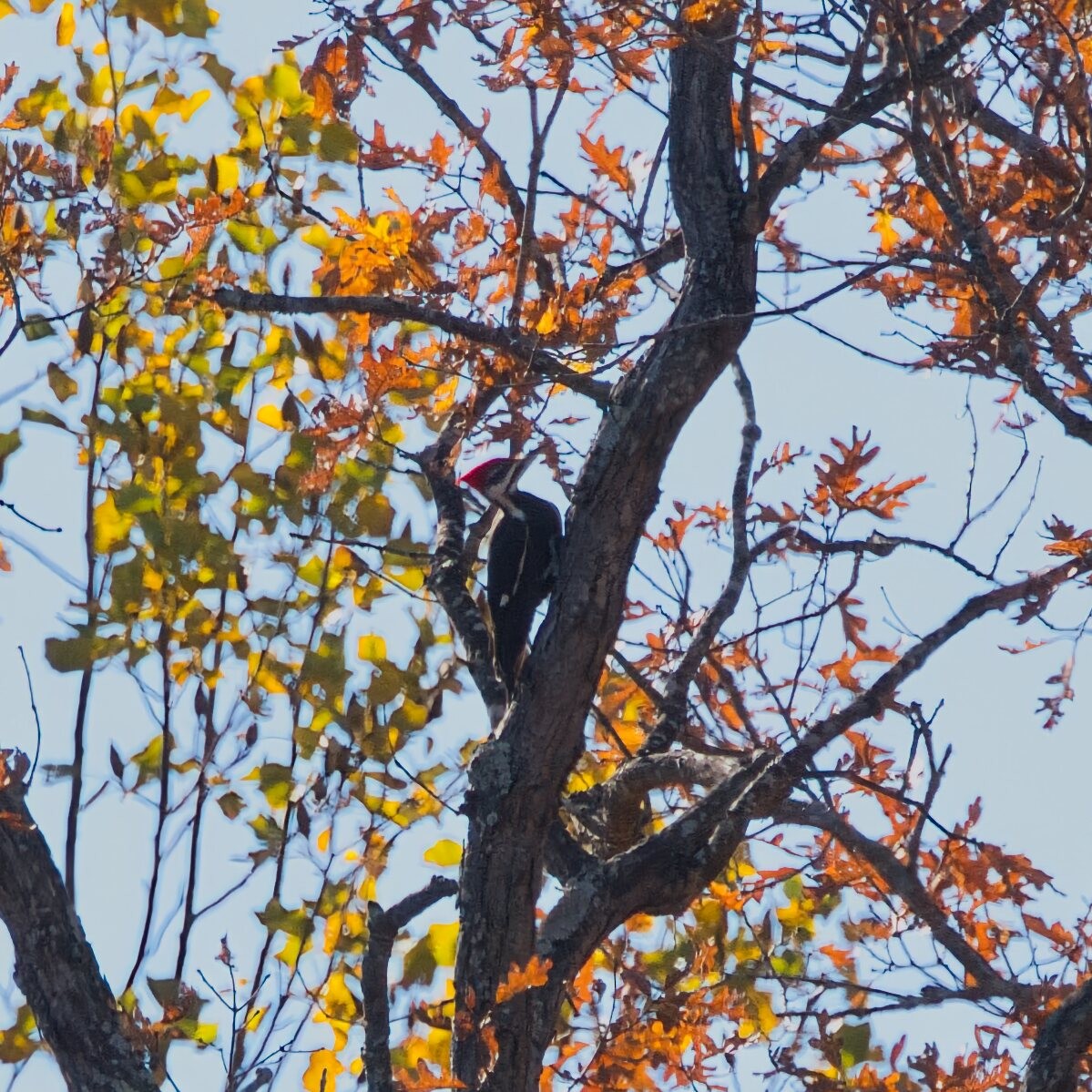 Жовна північна - ML644787433